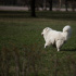 В Петербурге могут появиться обязательные правила для выгула собак